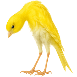 Melado Tinerfeno Canary